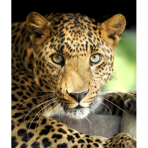 leopard portret on darkbackground